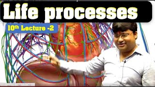 Understanding Life Processes in Biology Class 10life processes class 10 science biology10th [upl. by Ihskaneem327]