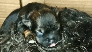 Stray dog and her puppy thrown into a dumpster to fend for themselves until this happened [upl. by Auric47]