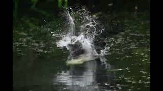 Greyheaded fish eagle [upl. by Pearse64]