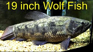 Big Wolf Fish 19 inches long [upl. by Sallie83]