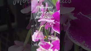 Moth Orchids  Phalaenopsis ˌfælɪˈnɒpsɪs  Flowers 💐 amp More Ideas 💡 [upl. by Mcgraw395]