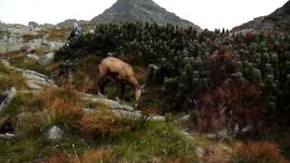 kozica tatry hala gąsienicowa [upl. by Suhploda855]