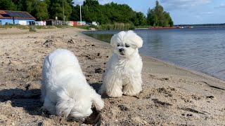 Surprising My Maltese Puppies With a Beachfront Home 🏖 [upl. by Chud]