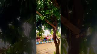 ❤️🌲Lovely day joydip78 likeforsubscribe malda shortvideo ❤️👍 [upl. by Kwabena142]