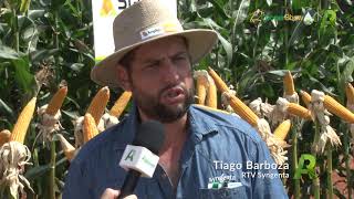 Syngenta apresenta variedades de soja e milho com alto teto produtivo [upl. by Yacov947]