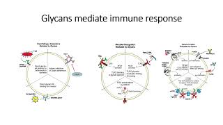 Glycans mediate Immune Response Code 433 [upl. by Ayitahs975]