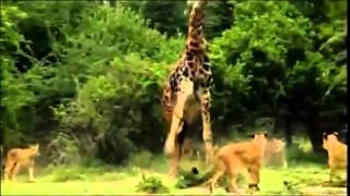 Lion attack Giraffe Leones atacan a jirafa [upl. by Zehe557]