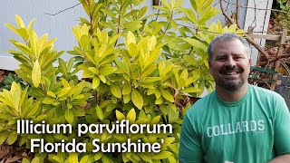 Illicium parviflorum Florida Sunshine [upl. by Silverman]