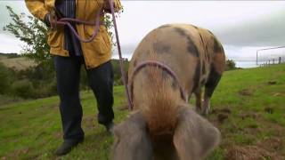 Max meets a retired couple living the Truffle dream life by the Sea [upl. by Aimej]