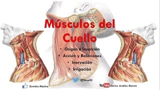 Anatomía  Músculos del Cuello Inserción Inervación Irrigación y Acción [upl. by Leah]