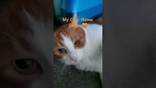 My Cats Part 3 Ginger cat cute funny [upl. by Atinaj326]