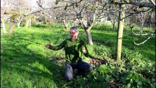 wwwregenpreneurcom  orchard propagation [upl. by Uok]