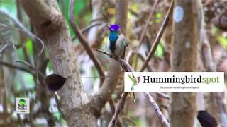 The Marvelous Spatuletail with Carole Turek [upl. by Auqcinahs530]