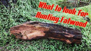 Beginners Guide on How to Find Fatwood in a UK Pine Forrest [upl. by Fital116]