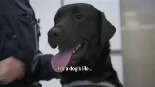 A day in the life of a customs sniffer dog [upl. by Anaele]