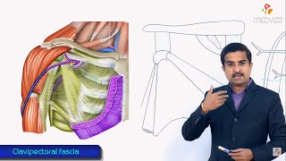 Clavipectoral fascia gross anatomy  Extension  attachments  structures piercing medical animation [upl. by Anirehtak]