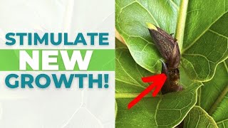 4 EASY Tips to Stimulate NEW GROWTH on Your Fiddle Leaf Fig [upl. by Schindler]