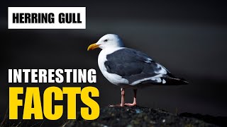 Uncovering the Secrets of the Herring Gull  Interesting Facts  The Beast World [upl. by Sumahs654]