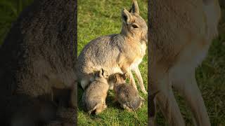 PATAGONIAN MARA  Cavy [upl. by Enirehtahc419]