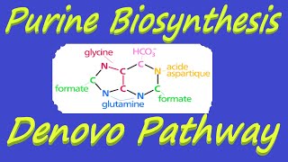 Purine Biosynthesis  Denovo Pathway of Nucleotide Metabolism [upl. by Woods]