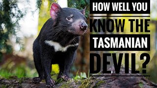 Tasmanian Devil  Description Characteristics and Facts [upl. by Garrott4]