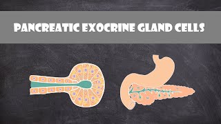 Exocrine Gland Cells Organelles Structure amp Function  Cell Biology [upl. by Lanae527]