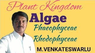 Algae  Phaeophyceae  Rhodophyceae  Biology  NEET [upl. by Douglass]