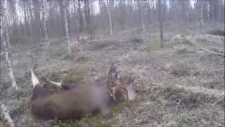 Hirvenmetsästys Jonkerissa Moose Hunting Älgjakt Finland [upl. by Tewell]