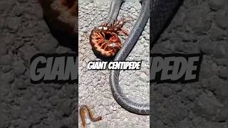 Giant Centipede VS Snake shorts centipede snake battlefield [upl. by Nadabb]