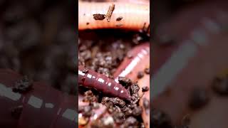 Phylum Annelida taxonomic facts 11bio biologyscience [upl. by Imij148]