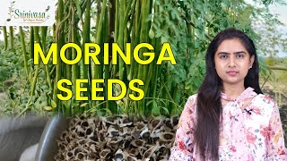 Moringa Seeds Explanation in English  Thanneru Suresh  Srinivasa Agro Seeds moringaseeds moringa [upl. by Aynav115]