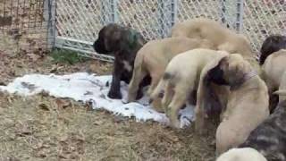 mastiff puppies 8 weeks old [upl. by Annaiuq]