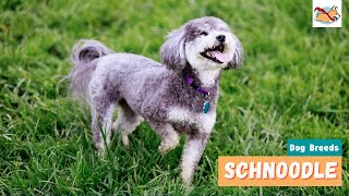 Schnoodle A Dog Lovers Guide To The Fun Playful Schnauzer Poodle Mix [upl. by Aleris]