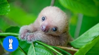 Baby Sloths Being Sloths  FUNNIEST Compilation [upl. by Mushro]