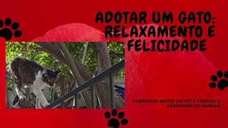 Adotar um Gato Relaxamento e Felicidade CAMPANHA ADOTE UM PET [upl. by Eniamor]