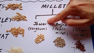 Cereals And Millets of India Ragi Bajra Jowar Oats Barley Wheat Rice [upl. by Ennaecarg]