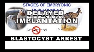 Embryonic Diapause  Delayed Implantation in Mammals [upl. by Jemma514]