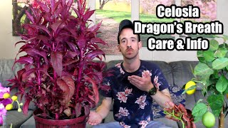 Celosia  Dragons Breath  Care amp Info [upl. by Nilahs]