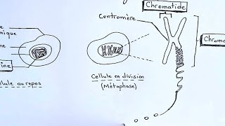 quotLe matériel génétiquequot en bref Chromatine chromosome chromatide [upl. by Body]