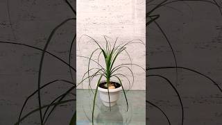 Ponytail Palm  Beaucarnea Recurvata Elephant Foot Palm Nolina Palm  ponytailpalm plants [upl. by Llerej238]