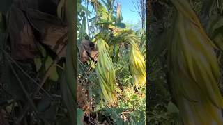 Pitahaya en proceso 🥰🥰 frutas pitahaya recordandolavidadelcampo RD [upl. by Ahsiekram]