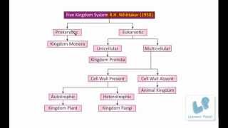 Classification of Living OrganismsFive Kingdom System protista monera fungi plant animals [upl. by Ailahtan]