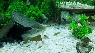 Fish tank kese decorations kare  how to decorate fish tank  my fish tank in big lobsteryoutube [upl. by Irrok]