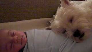 Westie Dog sleeps on baby [upl. by Llednohs]