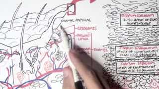 Dermatology  Overview [upl. by Neelahtak]