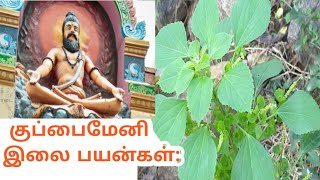 Kuppaimeni Uses in Tamil குப்பைமேனி இலை பயன்கள் [upl. by Latsirk]