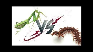 Scolopendra vs Mantis  WHO WILL WIN [upl. by Ekenna410]