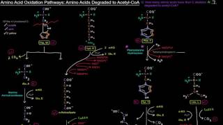 Amino Acid Oxidation Pathways Part 4 of 10  Amino Acids Degraded to AcetylCoA [upl. by Aisel]