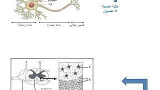 فيديو 8 توضيحي لتموضع كل من المادة الرمادية والمادة البيضاء داخل المراكز العصبية [upl. by Elfrida]