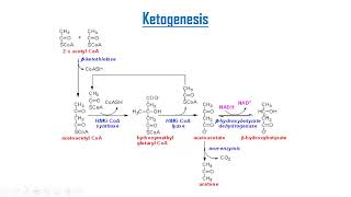 Ketone bodies metabolism [upl. by Siloa]